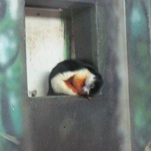 Discovery Barn-Prevost's Squirrel