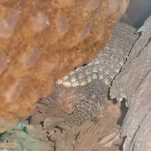 Screaming Hairy Armadillo at the Palms: Final Visit, 08/08/10