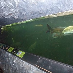 Native Freshwater Fish at the Palms: Final Visit, 08/08/10