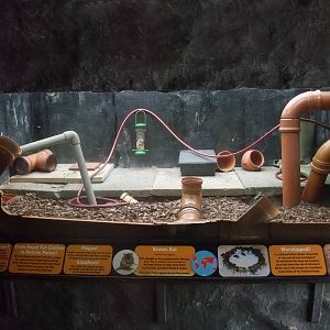 Brown Rat exhibit at the Palms: Final Visit, 08/08/10