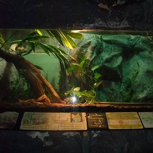 Cuban Boa Exhibit at the Palms: Final Visit, 08/08/10