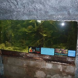 Madagascan Exhibit at the Palms: Final Visit, 08/08/10