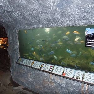 Malawi Cichlid Exhibit at the Palms: Final Visit, 08/08/10