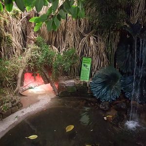 Caiman and Snapping Turtle Exhibit at the Palms: Final Visit, 08/08/10