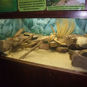 Turkish Spiny Mouse Exhibit at the Palms: Final Visit, 08/08/10