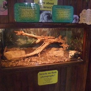 Tenrec Exhibit at the Palms: Final Visit, 08/08/10