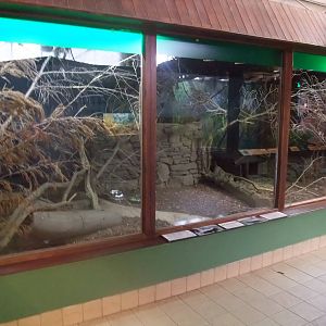 Striped Skunk Exhibit at the Palms: Final Visit, 08/08/10