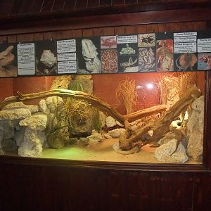Inland Bearded Dragon Exhibit at the Palms: Final Visit, 08/08/10