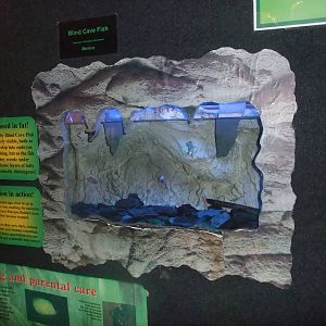 Mexican Blind Cave Fish Exhibit at the Palms: Final Visit, 08/08/10