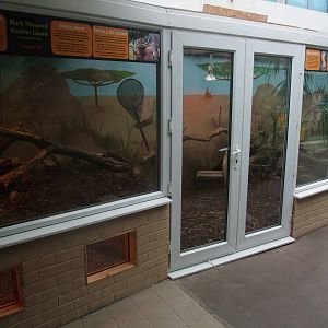 Black-throated Monitor Exhibit at the Palms: Final Visit, 08/08/10