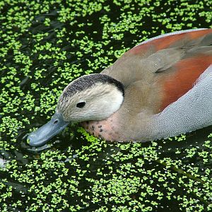 Ringed Teal at the Palms: Final Visit, 08/08/10