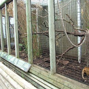 Ring-tailed Coati Exhibit at the Palms: Final Visit, 08/08/10