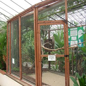Amazon Parrot Aviary at the Palms: Final Visit, 08/08/10