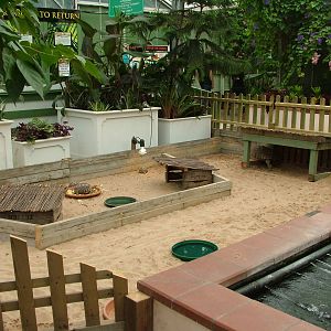 Spurred Tortoise Exhibit at the Palms: Final Visit, 08/08/10