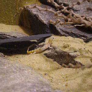 Egyptian Dwarf Sand Gecko at the Palms: Final Visit, 08/08/10