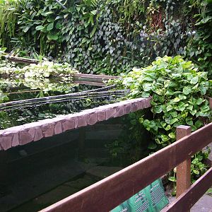 Piranha Exhibit at the Palms: Final Visit, 08/08/10