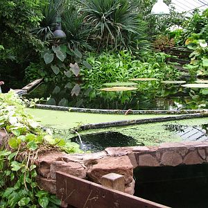 Piranha and Pacu Exhibits at the Palms: Final Visit, 08/08/10