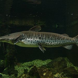 Tiger Shovelnose Catfish at the Palms: Final Visit, 08/08/10