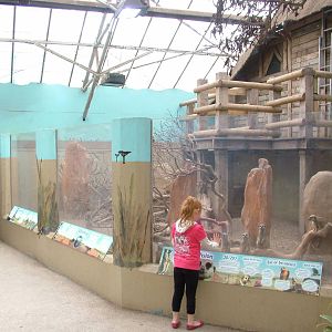 Meerkat Exhibit at the Palms: Final Visit, 08/08/10