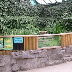 Ringed Teal Exhibit at the Palms: Final Visit, 08/08/10