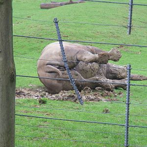 White rhino having a mud bath at Marwell Wildlife, 22 August 2010