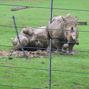 White rhinos having a mud bath at Marwell Wildlife, 22 August 2010