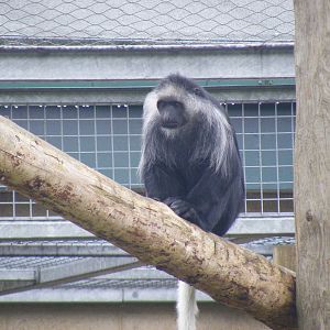 Western black and white colobus monkey at Marwell Wildlife, 22 August 2010