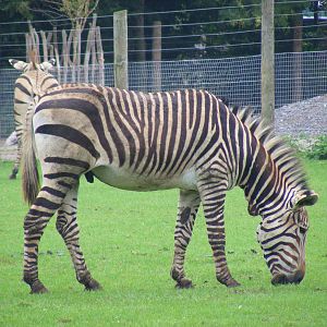 Bingo the Hartmann's mountain zebra at Marwell Wildlife, 22 August 2010