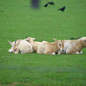 Scimitar-horned oryx calves at Marwell Wildlife, 22 August 2010