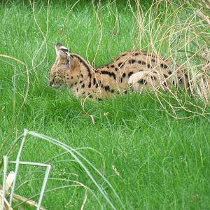 Serval in new enclosure at Marwell Wildlife, 22 August 2010