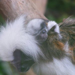 Cotton top tamarin with baby at Marwell Wildlife, 22 August 2010