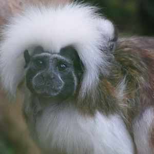 Cotton top tamarin with baby at Marwell Wildlife, 22 August 2010