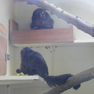 White-faced saki monkey with baby at Marwell Wildlife, 22 August 2010