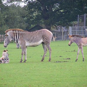Grevy's zebra foals at Marwell Wildlife, 22 August 2010