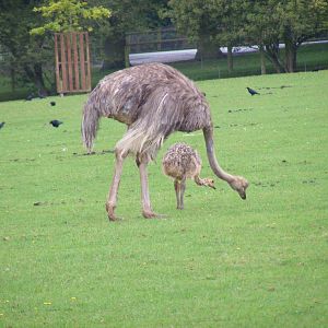Ostrich with chick at Marwell Wildlife, 22 August 2010