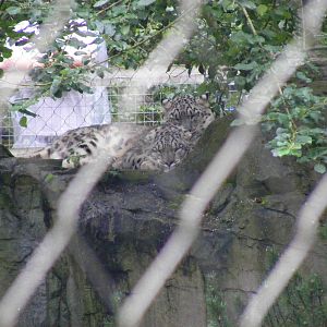 Indeever and Irina the snow leopards at Marwell Wildlife, 22 August 2010