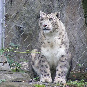 Yasmin the snow leopard at Marwell Wildlife, 22 August 2010