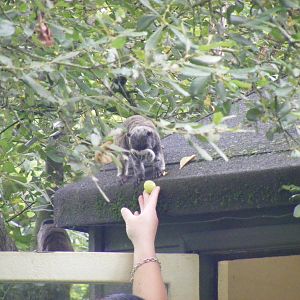 Emperor tamarin being fed a grape at Marwell Wildlife, 22 August 2010