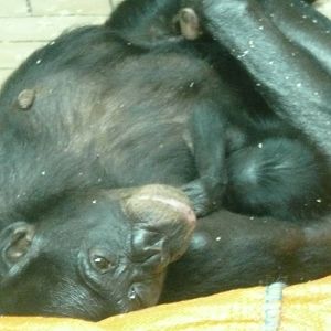 Mum and baby Bonobo