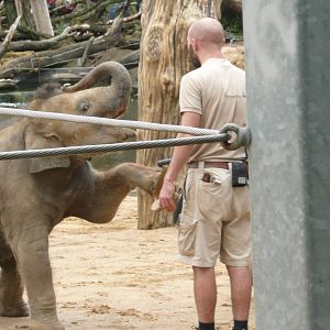 Elephant training