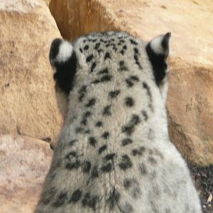Snow Leopard - alternative view