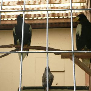 Steller's Sea Eagle family