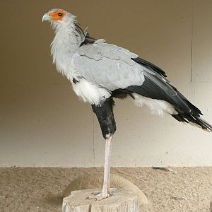 Secretary Bird