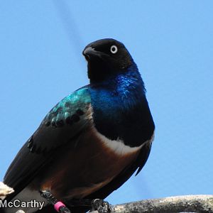 Superb Starling
