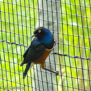Superb Starling