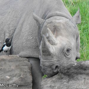 Magpie & Kitani - Two best friends