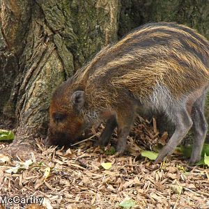 Warty Piglet 22nd August 2010