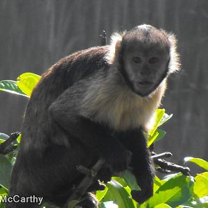 Buffy Headed Capuchin 22nd August 2010