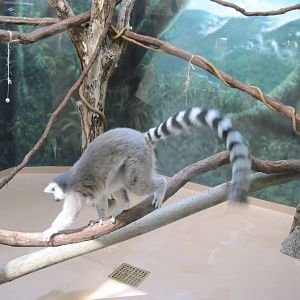 Discovery Barn-Lemur