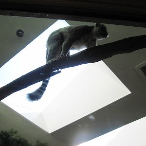 Discovery Barn-Lemur